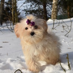 Мальтипу мальчик второй