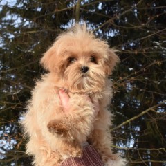 Мальтипу девочка 