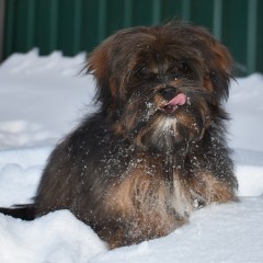  мальтипу Ф2