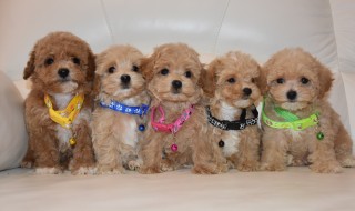 У нас есть щенки мальтипу!