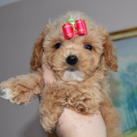 мальтипу мальчик, Скай