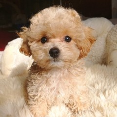  мальтипу мальчик, Савиньон