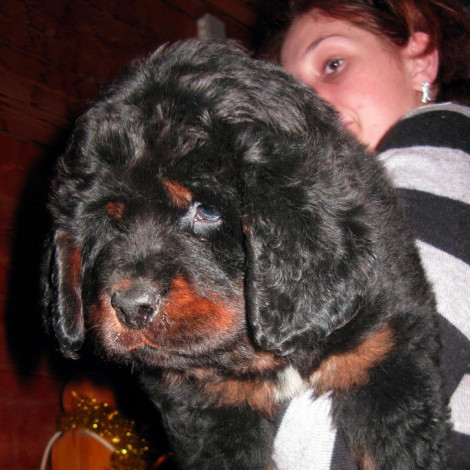 Puppies from Anil + Mai! Vagner