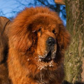 Daco Tianbao of Jing Xi Kennel (Bao)