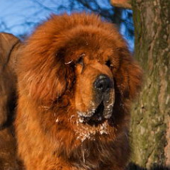Daco Tianbao of Jing Xi Kennel (Bao)
