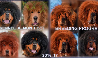 You can make a reservation for one of our puppies (2016-2017)