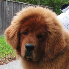 Goliaf