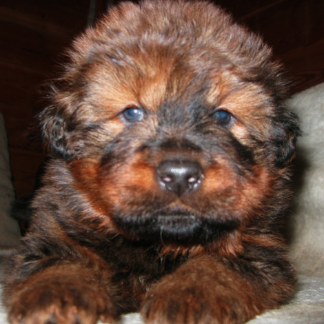 Male 1 from Mai