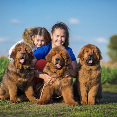 Lialia and Caesar puppies 