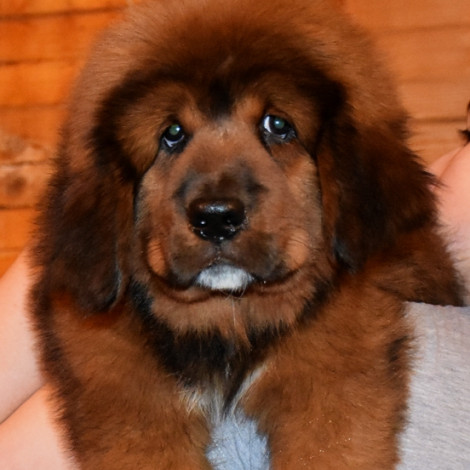 Гановер 