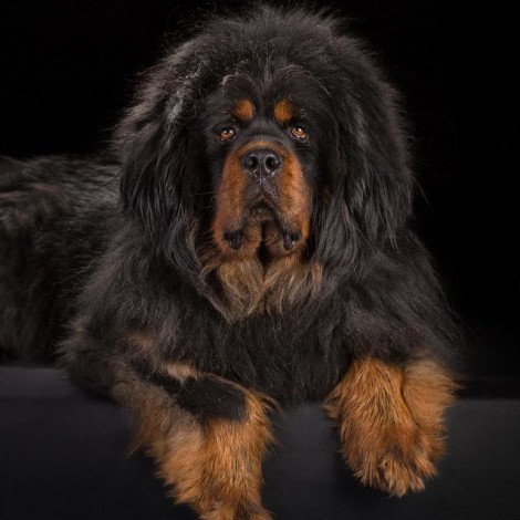 Maja Chayi of Long Cheng  kennel (Мая)